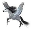 Silver Grey Pegasus Stallion Royalty Free Stock Photo