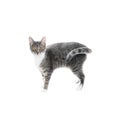 Silver grey tabby cat Royalty Free Stock Photo