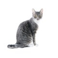 Silver grey tabby cat
