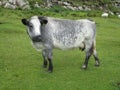 Silver grey hebridean cow on natural green grassland