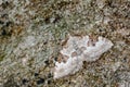 Silver-ground Carpet Moth, Xanthorhoe montanata Camouflaged against Lichenised Stone