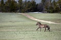 Wild Horse Gray stallion running in a mountain meadow in the United States