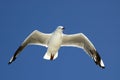 Silver Gull 01