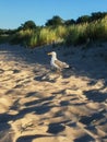 Silver Gull on the beach in front of dune grass