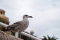 Silver gull bird posing on the promenade on the sea, seagull. Royalty Free Stock Photo