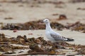 Silver Gull (Chroicocephalus novaehollandiae)