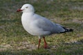 Silver Gull Chroicocephalus novaehollandiae Laridae