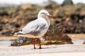Silver gull (Chroicocephalus novaehollandiae), a medium-sized bird with white and gray plumage, the animal stands