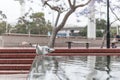 Silver Gull Drinkin Water in Sydney Downtown Fountain