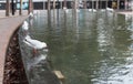 Silver Gull Drinkin Water in Sydney Downtown Fountain