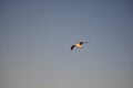 A Silver Gull in Flight over Aspendale Beach, Melbourne, Australia Royalty Free Stock Photo
