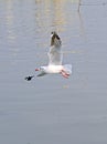 Silver gull flying in a lake stock photo Royalty Free Stock Photo