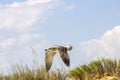 Silver gull flying