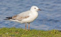 Silver Gull