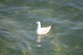 Silver Gull (Larus novaehollandiae)