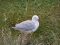 Silver gull (larus novaehollandiae)