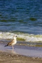 Silver gull on romanian beach Royalty Free Stock Photo