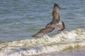 Silver gull on romanian beach Royalty Free Stock Photo