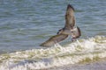 Silver gull on romanian beach