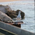 Silver Gull on a rusty jetty pole