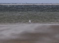 Silver Gull In A Sandstorm On A North Sea Beach In Borkum East Frisia Royalty Free Stock Photo