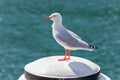 Silver Gull seabird standing on white wooden pole at Sydney Harbour in New South Wales, Australia.