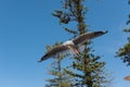 Silver Gull Seagull flying in Sydney, Australia Royalty Free Stock Photo