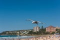 Silver Gull Seagull flying in Sydney, Australia Royalty Free Stock Photo