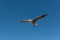 Silver Gull Seagull flying in Sydney, Australia Royalty Free Stock Photo