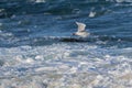 Silver Gull, Seagull seabird flying above sea water with food in Royalty Free Stock Photo