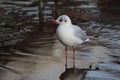 Silver Gull seagull standing in the River Exe Royalty Free Stock Photo