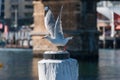 Silver gull, seagull taking off with her wings extended for a flight