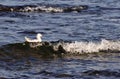 A silver gull swimming in the sea early in the morning Royalty Free Stock Photo