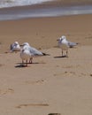 Silver gull at the waterfront