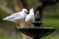 Silver Gulls drinking