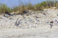 Silver gulls on romanian beach