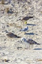 Silver gulls on romanian beach