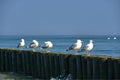 Silver-gulls sitting on a wooden breakwater on the coast of the Baltic Sea Royalty Free Stock Photo