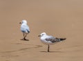 Silver Gulls Standing on Sand Beach of Stockton Beach, New South Wales, Australia