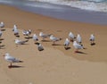 Silver gulls at the waterfront of the ocean