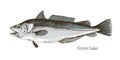 Silver hake fish hand drawn realistic illustration Royalty Free Stock Photo