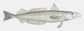 Silver hake or new england hake, a fish from the northwest atlantic ocean in side view
