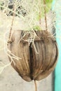 Silver herb hanging over a decorative flower plant pot made from coconut. Royalty Free Stock Photo