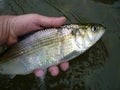 Silver Hickory Shad Royalty Free Stock Photo