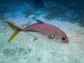 Silver horse eye jack fish with yellow tail Caranx latus in caribbean sea near Caye Caulker - Belize