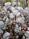 Crassula arborescens moneytree silver jade plant Royalty Free Stock Photo