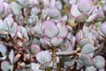 Crassula arborescens moneytree silver jade plant