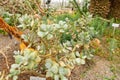 Silver jade plant or Crassula Arborescens plant in Zurich in Switzerland Royalty Free Stock Photo