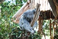 Silver koala bear holding onto branch surrounded by eucalyptus leaves with bokeh background