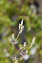 Silver lace vine Royalty Free Stock Photo